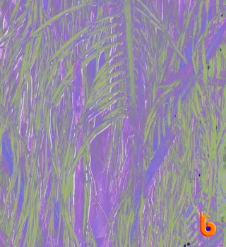 Omagoqa – Jumanji Ft. Sizwe Alakine, K.Keed, Jepedoh, Mvelo Makhanya & Ms. Cosmo